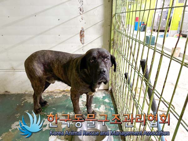 한국동물구조관리협회_441559202401179